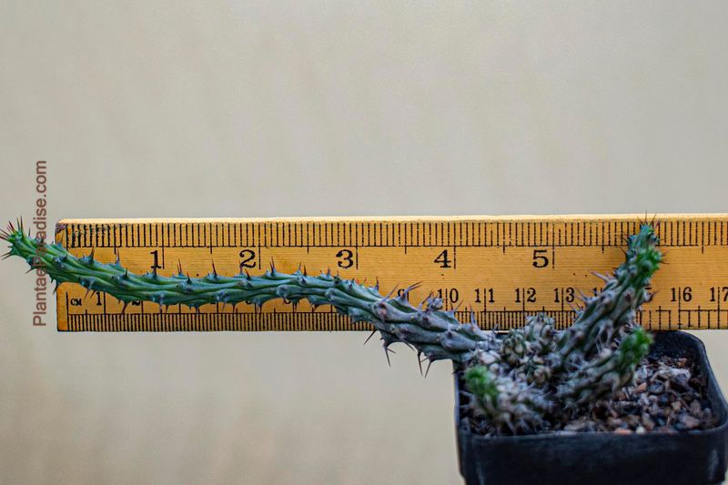 Euphorbia corniculata