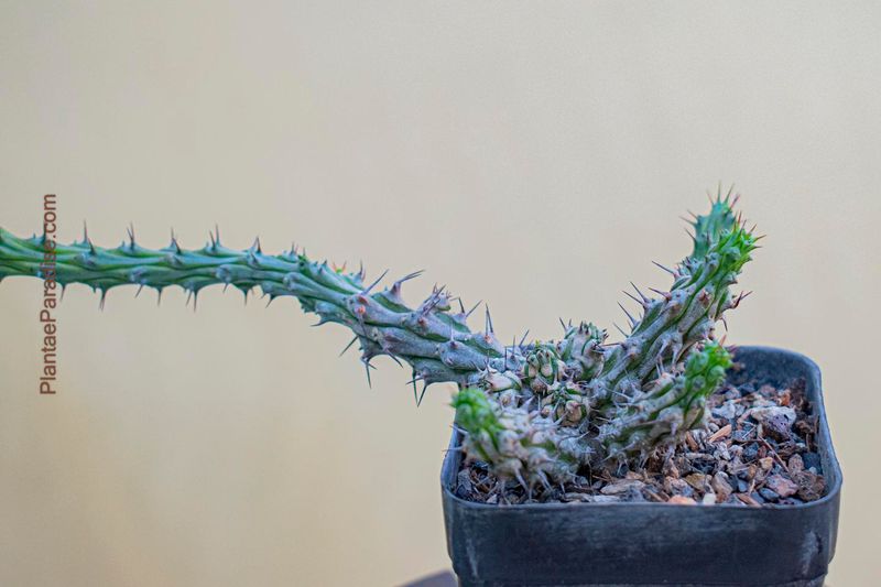 Euphorbia corniculata Euphorbia corniculata