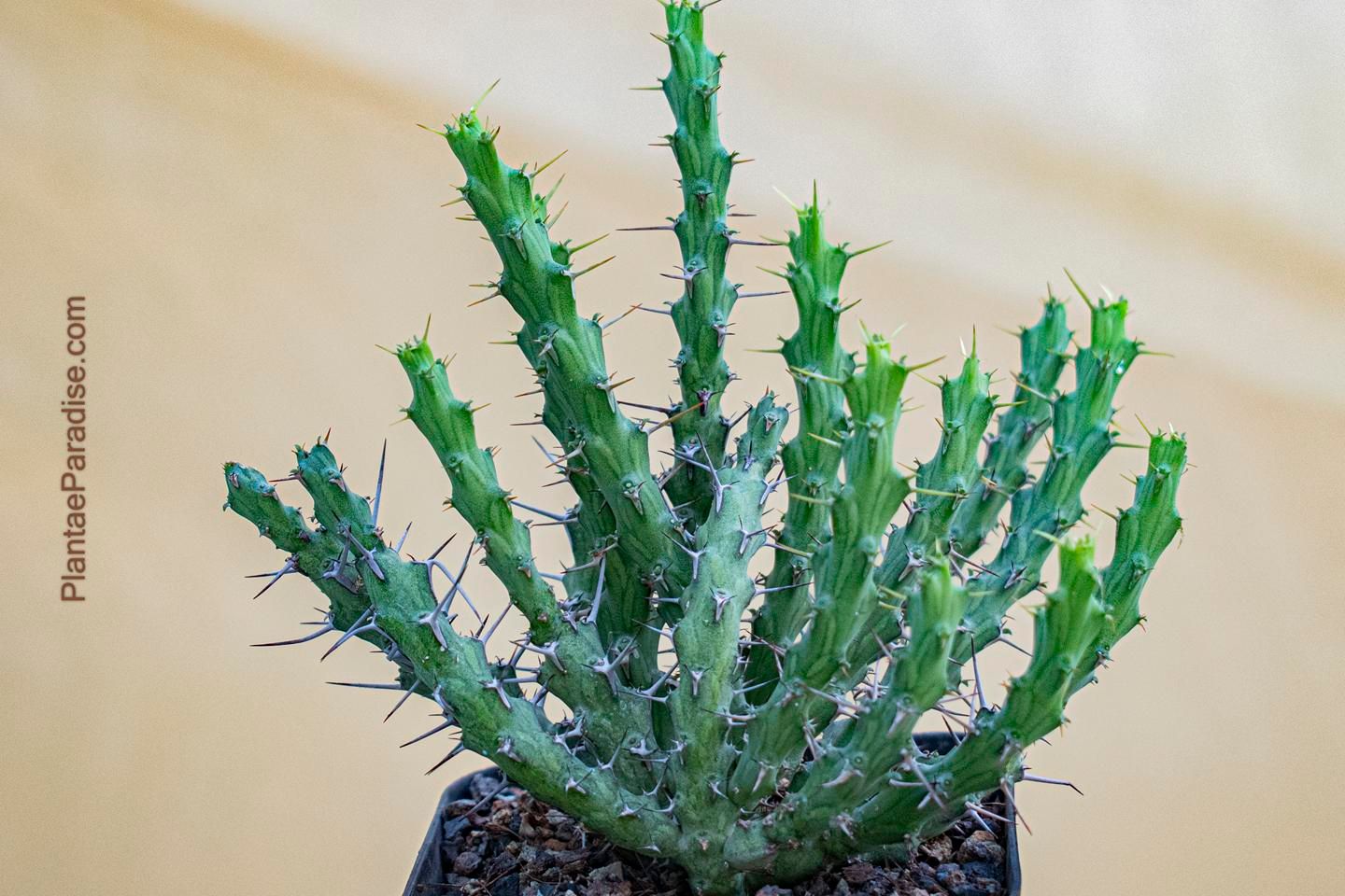 Euphorbia similiramea