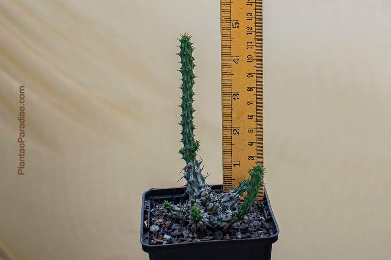 Euphorbia corniculata