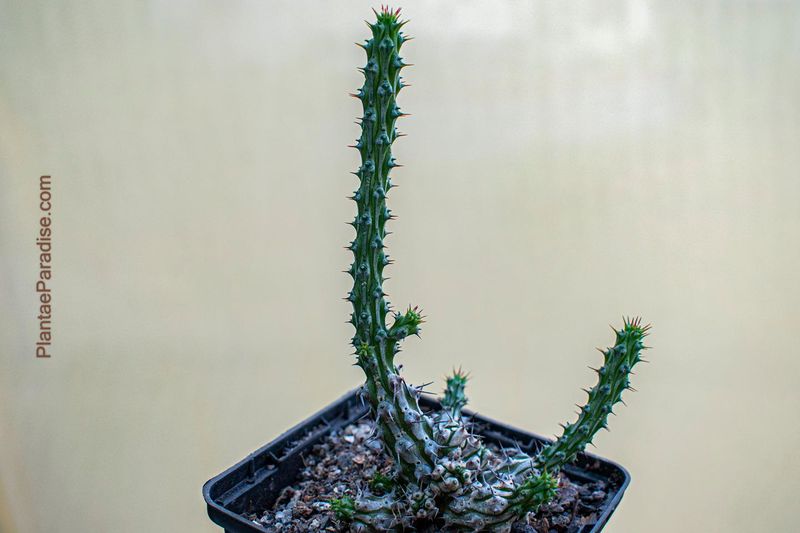 Euphorbia corniculata Euphorbia corniculata