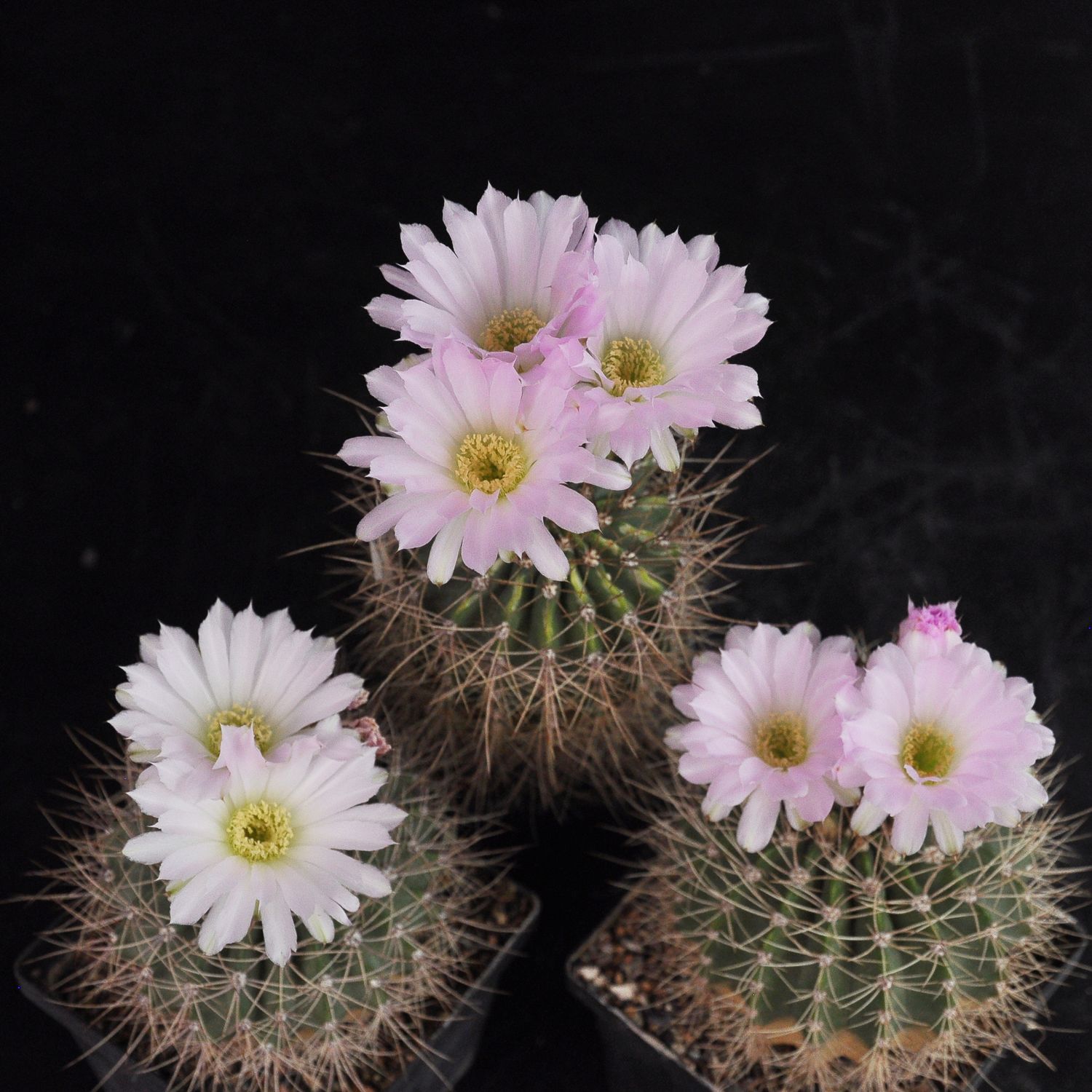 Acanthocalycium Violaceum Flower