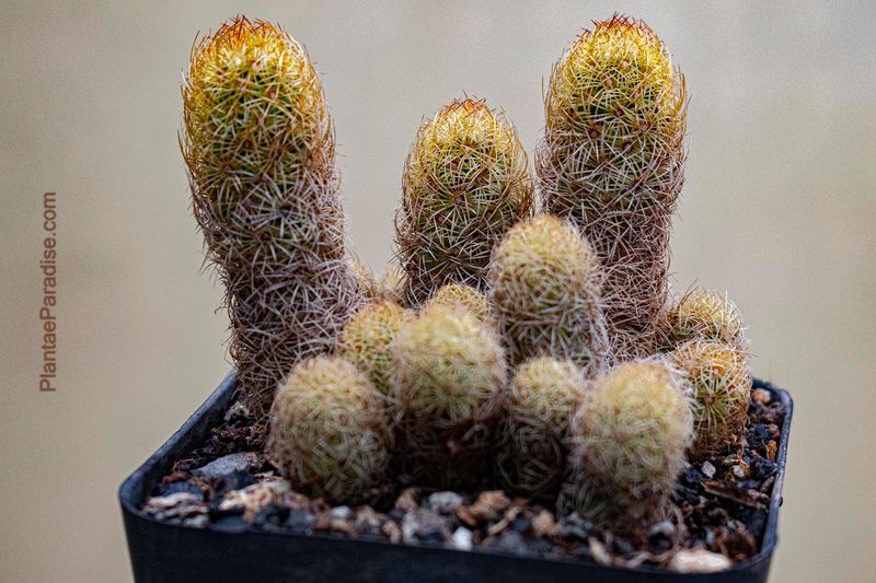 Mammillaria elongata Bronze spines albiflora front view