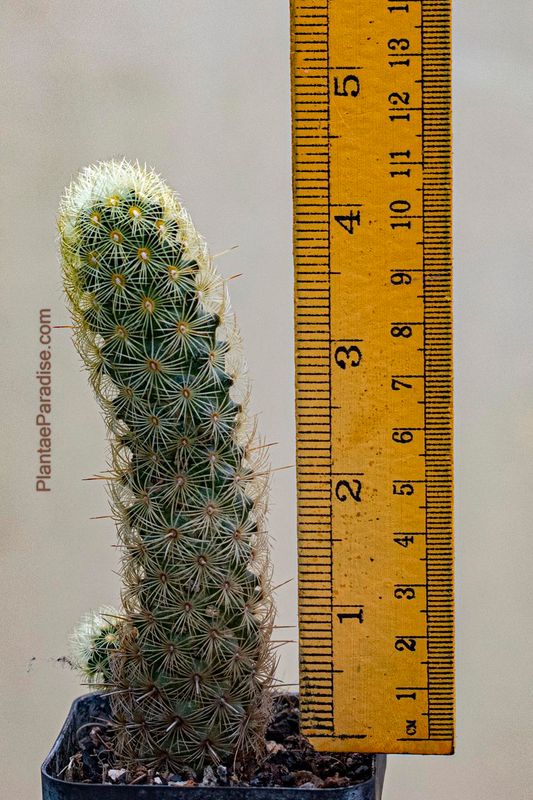Mammillaria elongata Yellow spines albiflora with ruler for size reference