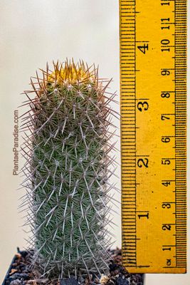 Discover Mammillaria Eriacantha Cactus Now