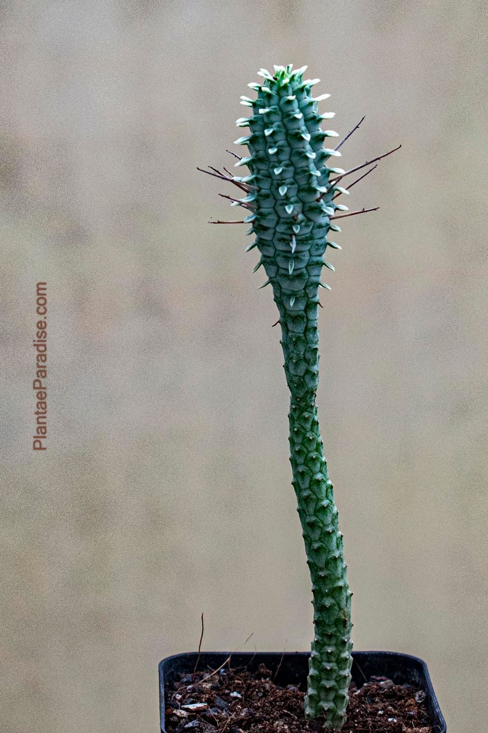Euphorbia mammillaris forma variegata