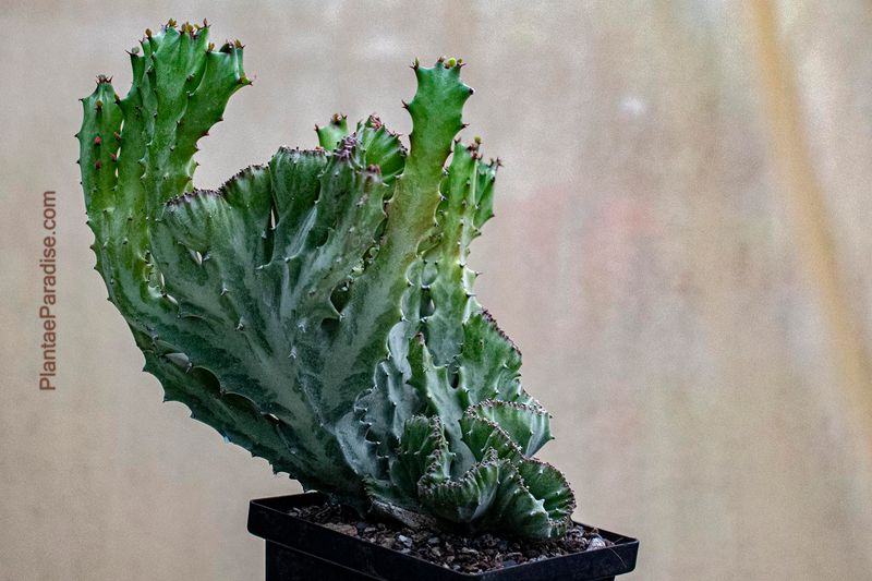 Euphorbia lactea crest Euphorbia lactea crest