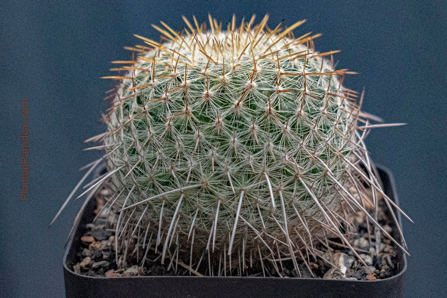 Mammillaria Celsiana Longispina