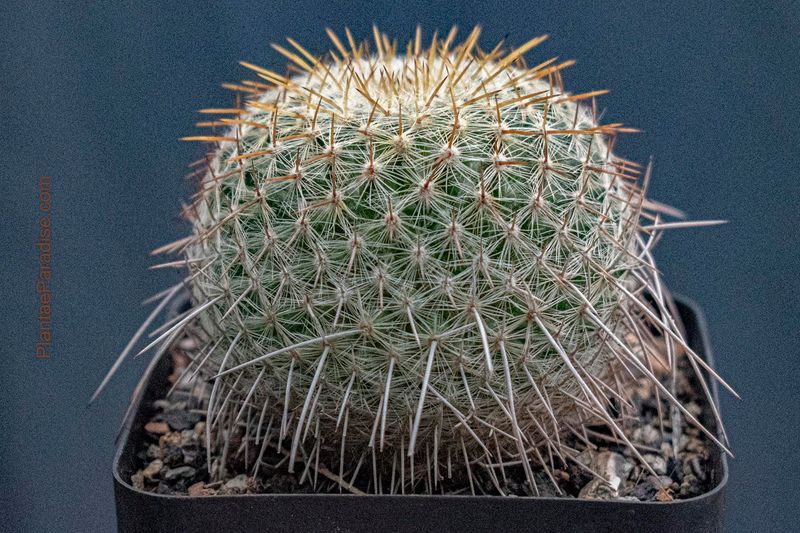 Mammillaria Celsiana Longispina