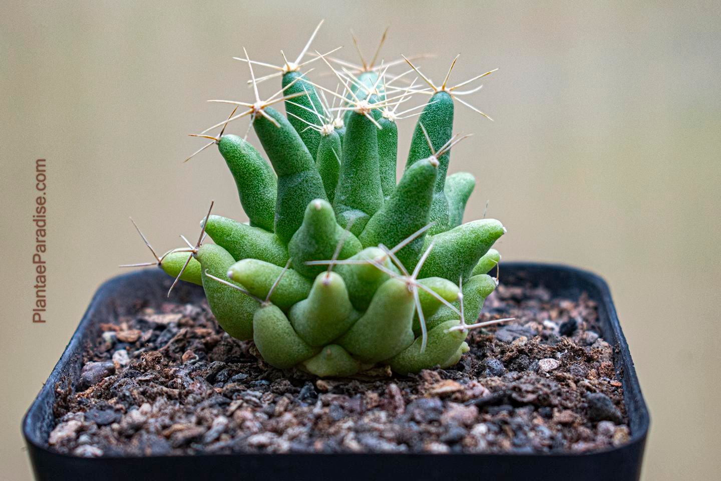 Mammillaria Longimamma Monstrose