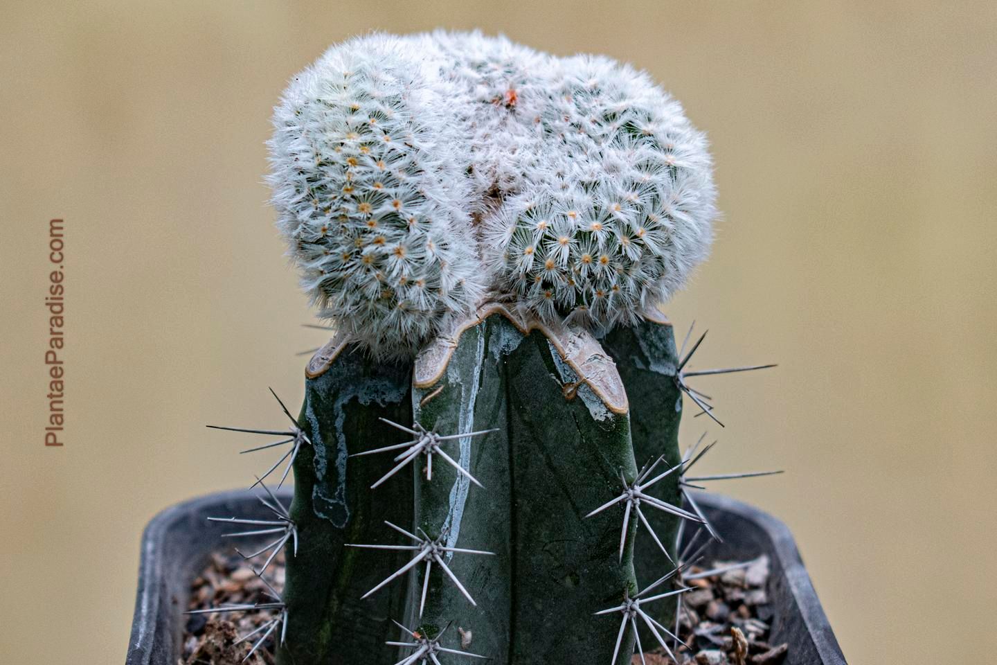 Mammillaria carmenae crest