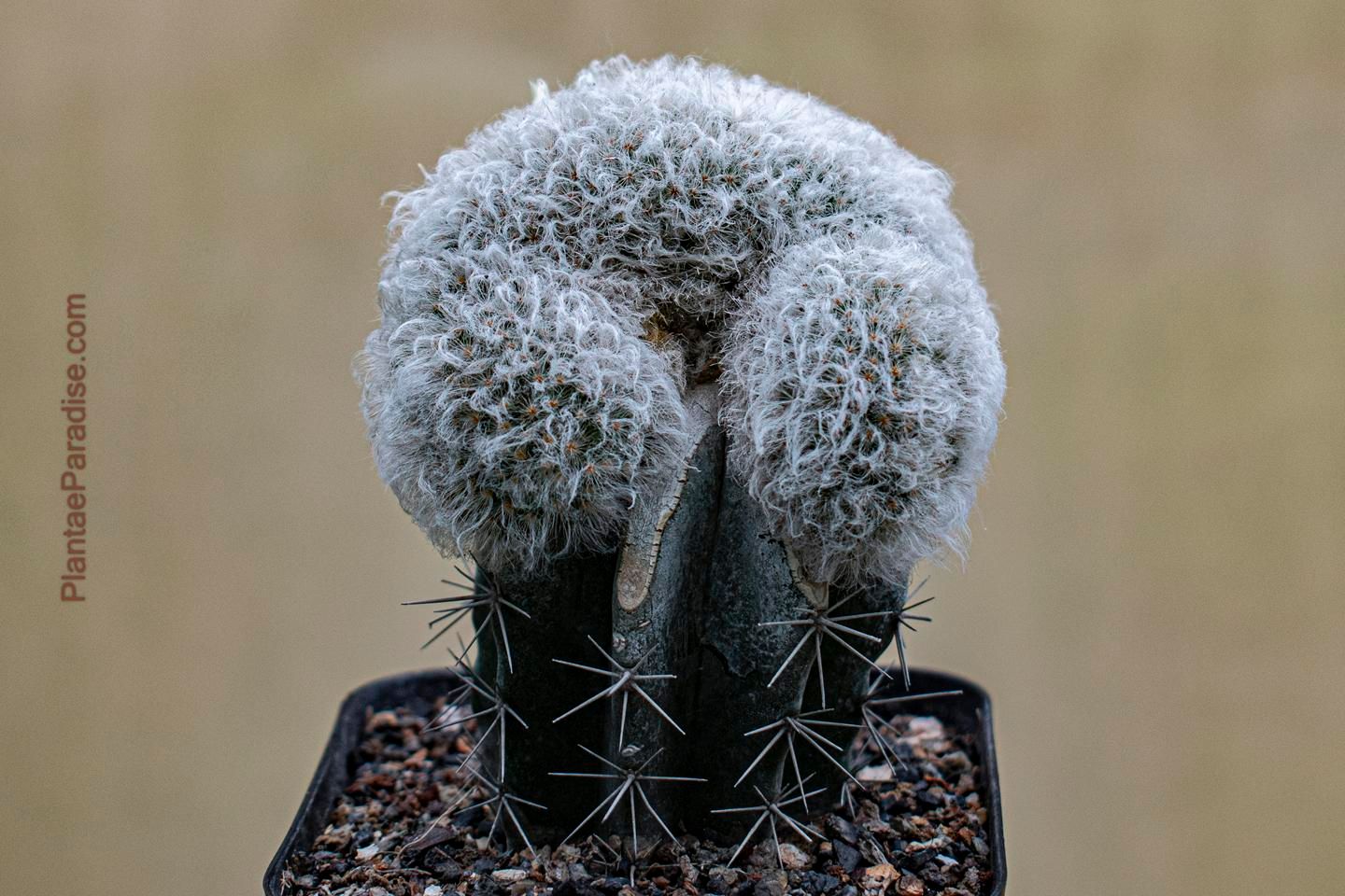 Mammillaria bocasana crest