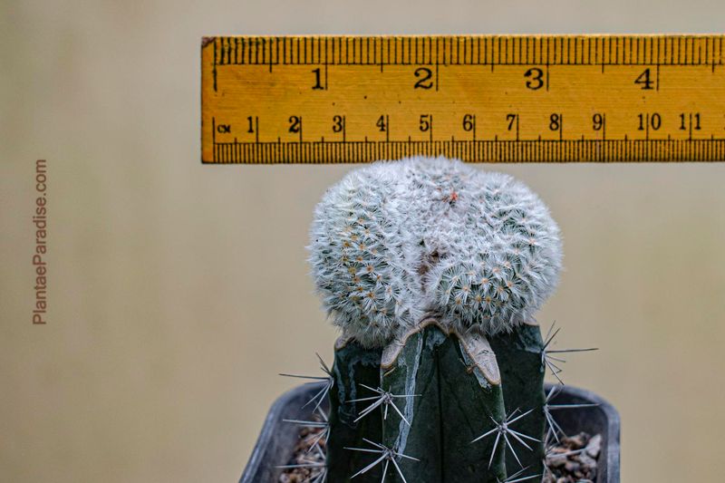 Mammillaria carmenae crest with ruler for size reference