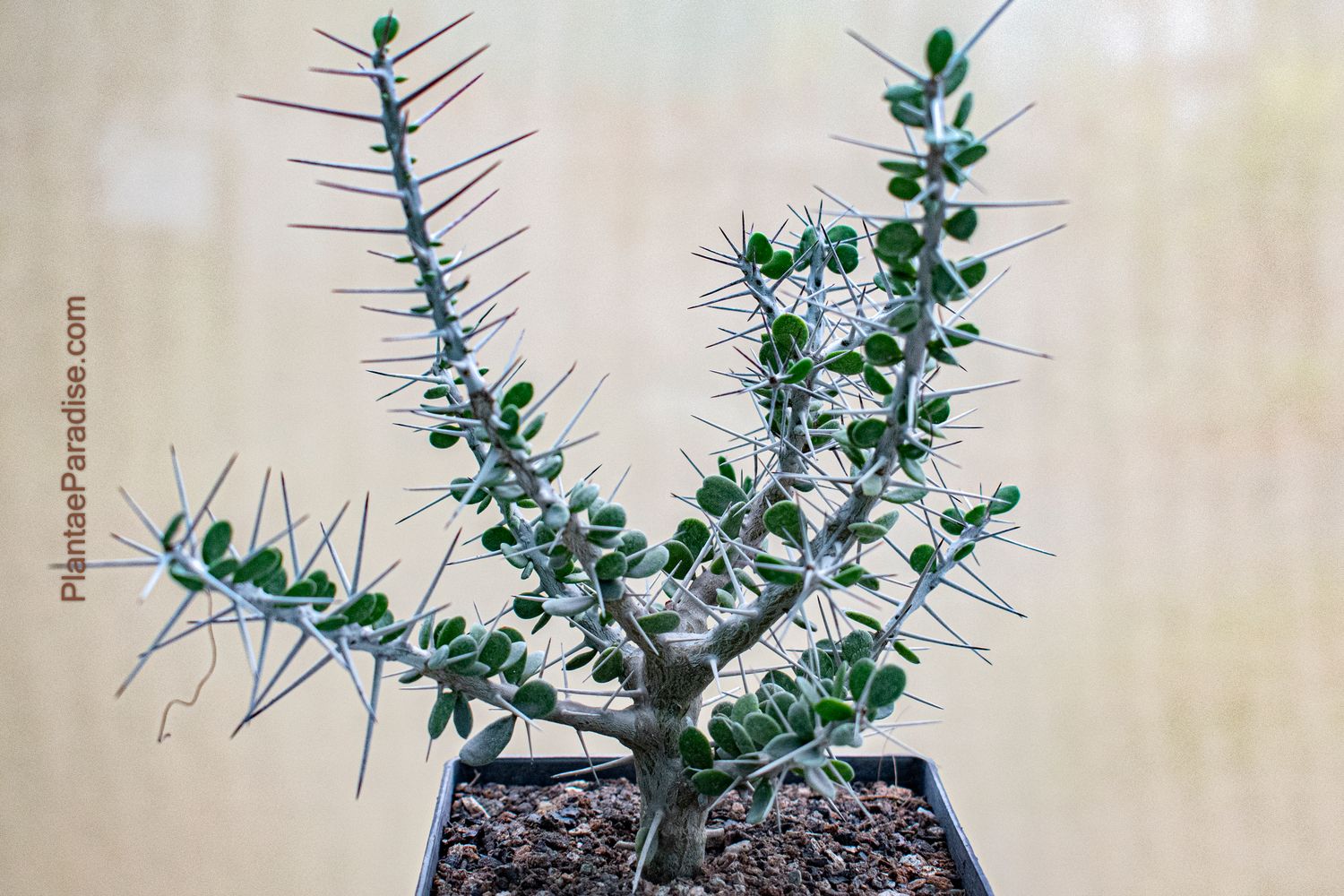 Alluaudia comosa Alluaudia comosa