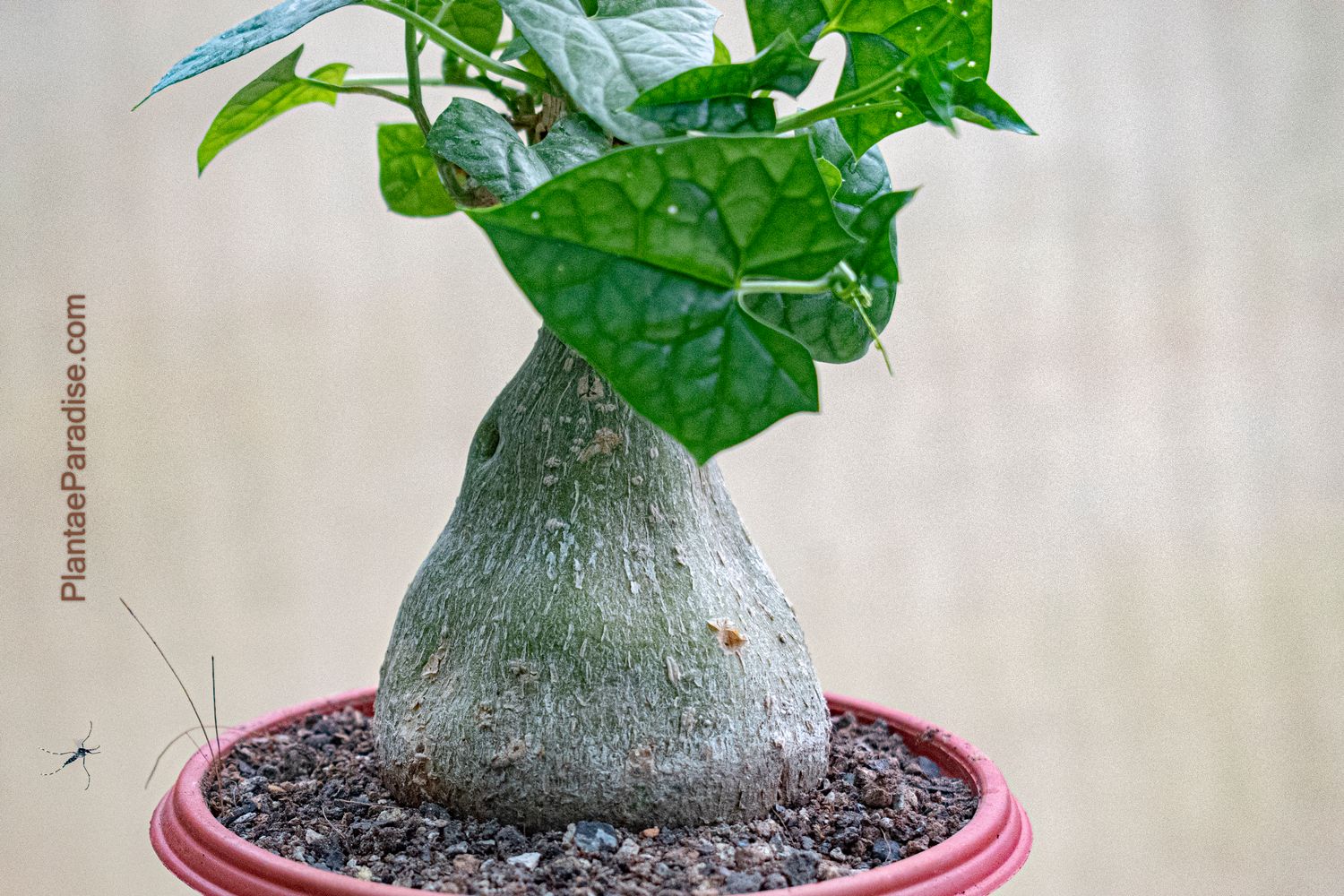 Gerrardanthus macrorrhizus