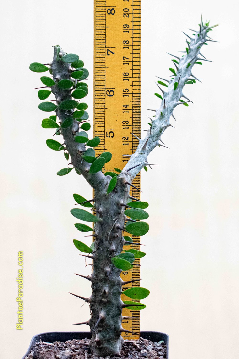 Alluaudia procera Alluaudia procera