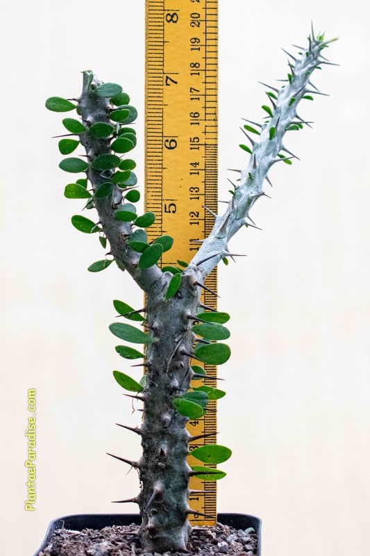 Alluaudia procera Alluaudia procera