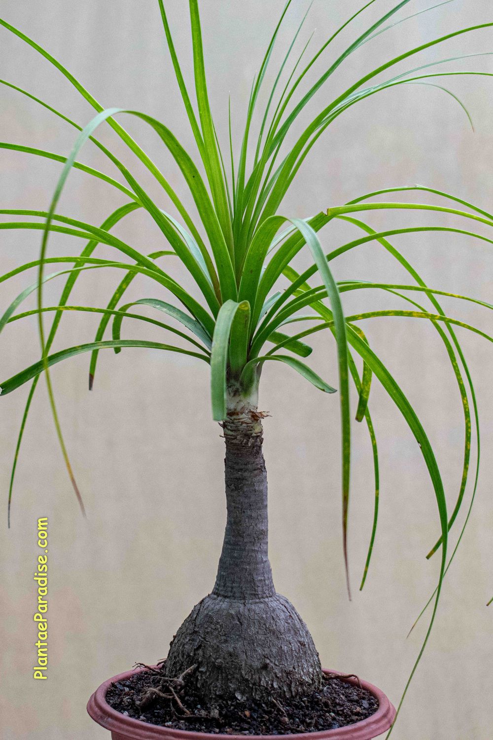 Nolina recurvata  : Ponytail Palm