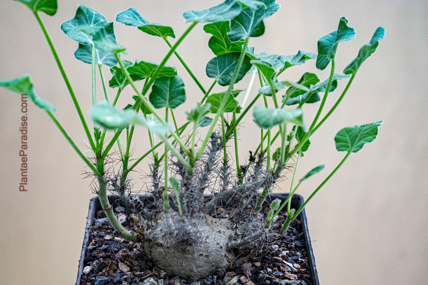 Jatropha marginata Jatropha marginata
