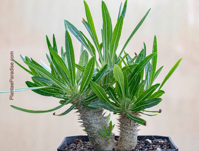 Pachypodium inopinatum Pachypodium inopinatum