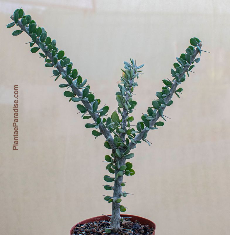 Allauldia humbertii Allauldia humbertii