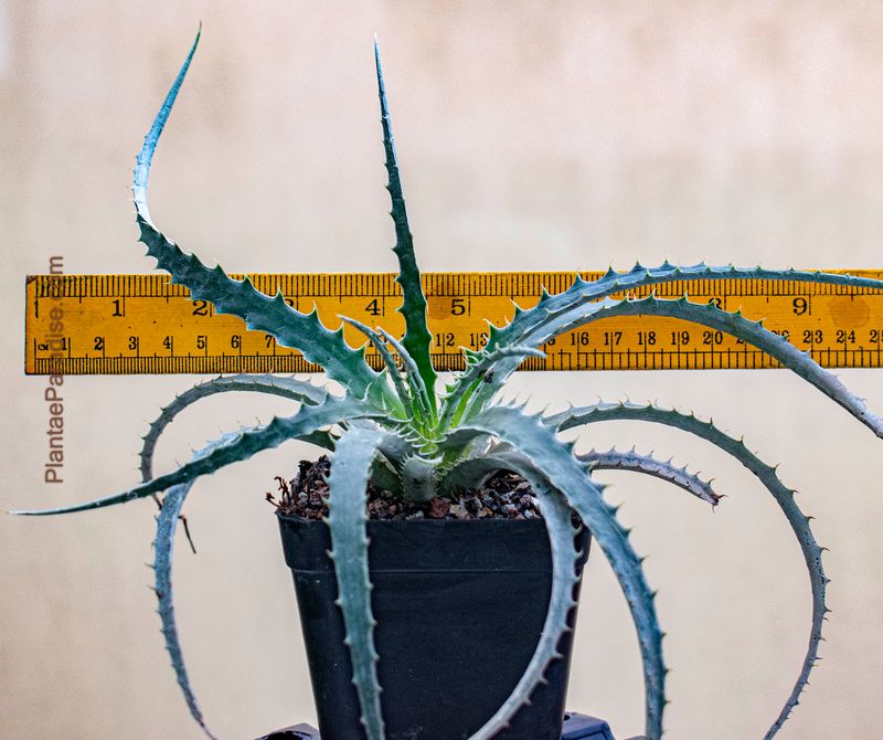 Hechtia Stenopetala