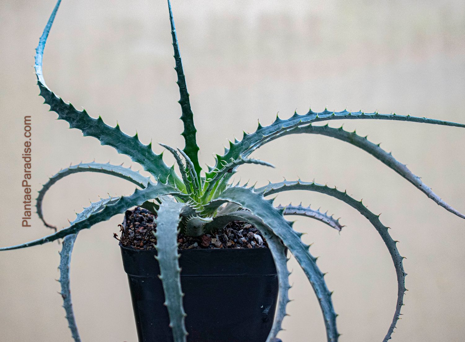 Hechtia stenopetala Hechtia stenopetala