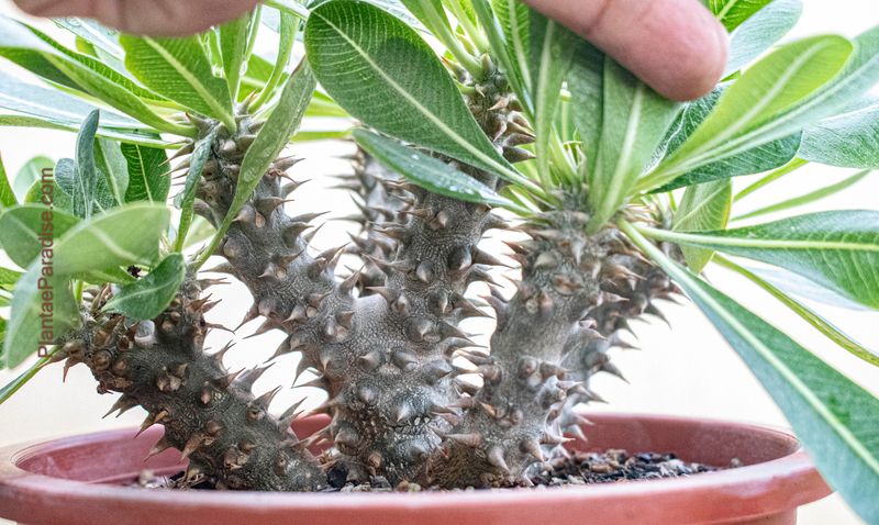 Pachypodium densiflorum Pachypodium densiflorum