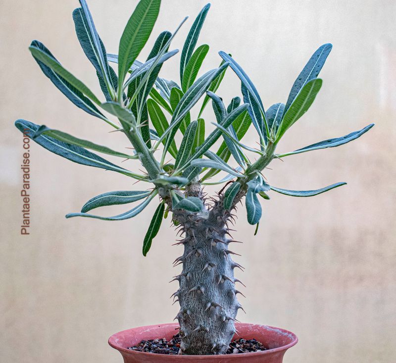 Pachypodium cactipes Pachypodium cactipes