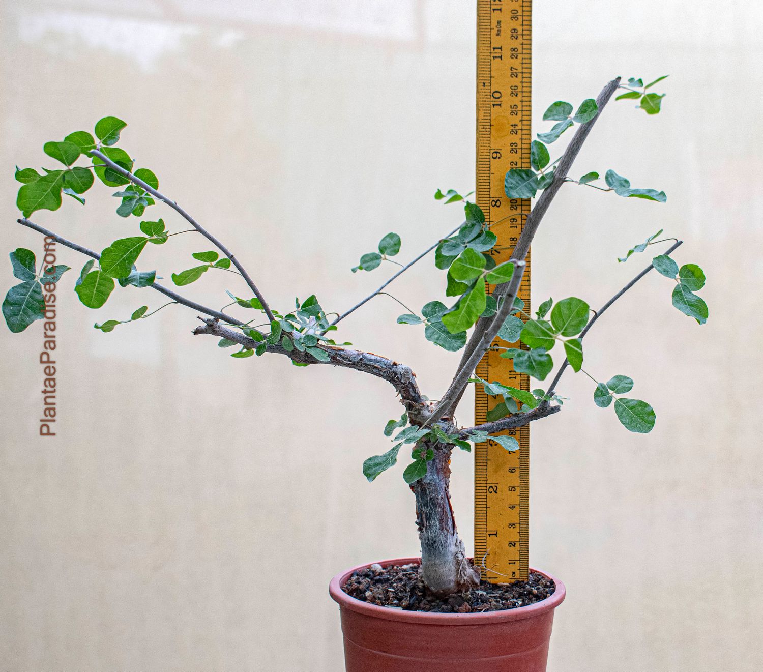 Commiphora orbicularis