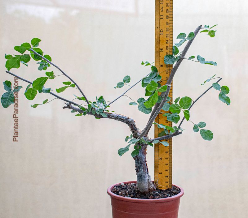 Commiphora orbicularis Commiphora orbicularis