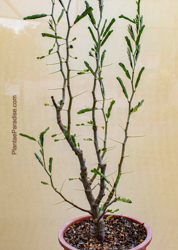 Senna meridionalis Senna meridionalis