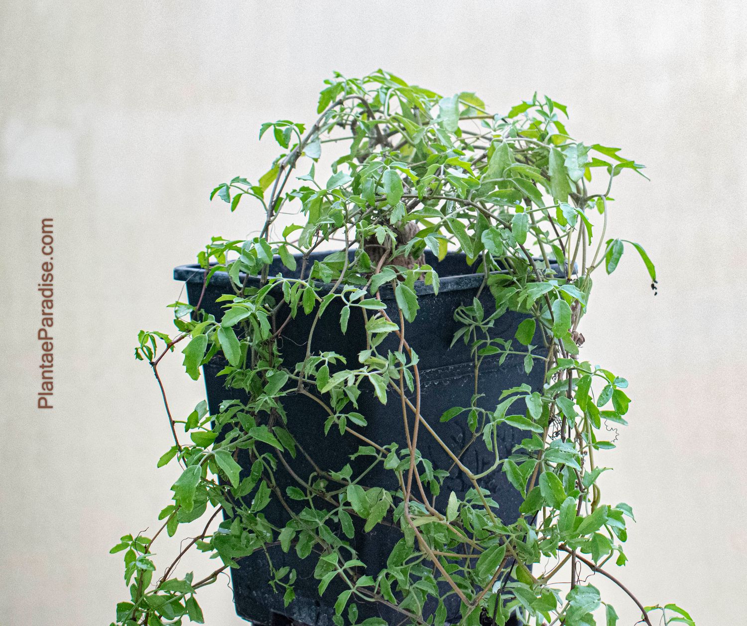 Cyphostemma elephantopus Cyphostemma elephantopus