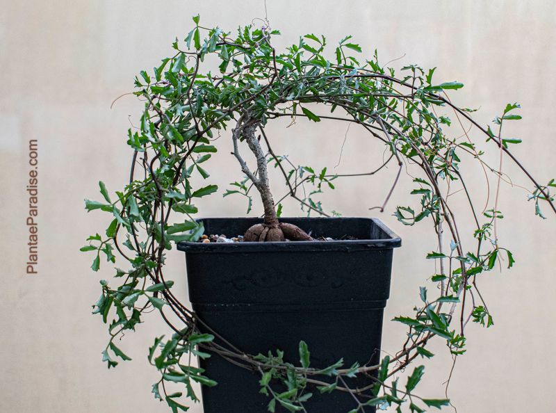 Cyphostemma elephantopus Cyphostemma elephantopus