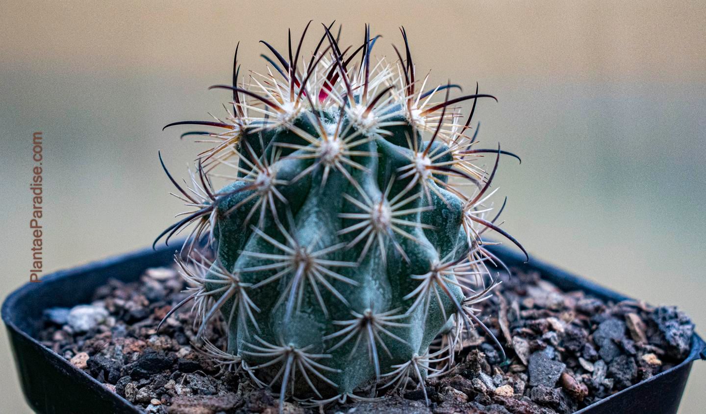 Echinomastus unguispinus Echinomastus unguispinus