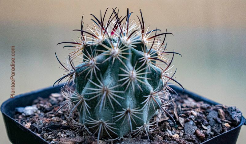 Echinomastus unguispinus