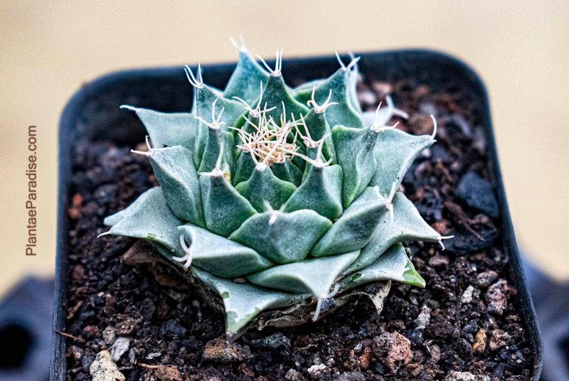 Obergonia denegrii Obergonia denegrii