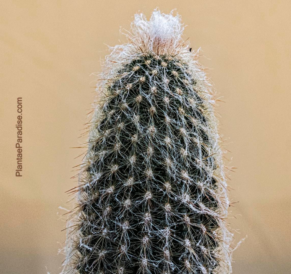 Espostoa melanostele Espostoa melanostele