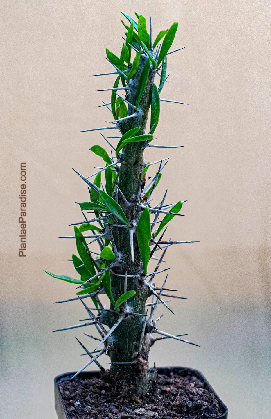 Didierea trollii Didierea trollii