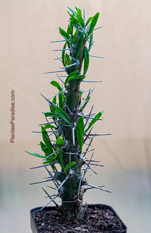 Didierea trollii Didierea trollii