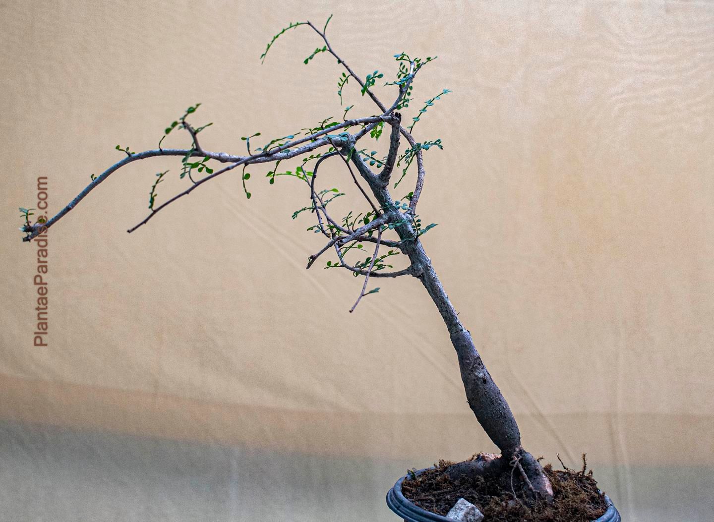 Operculicarya decaryi Operculicarya decaryi