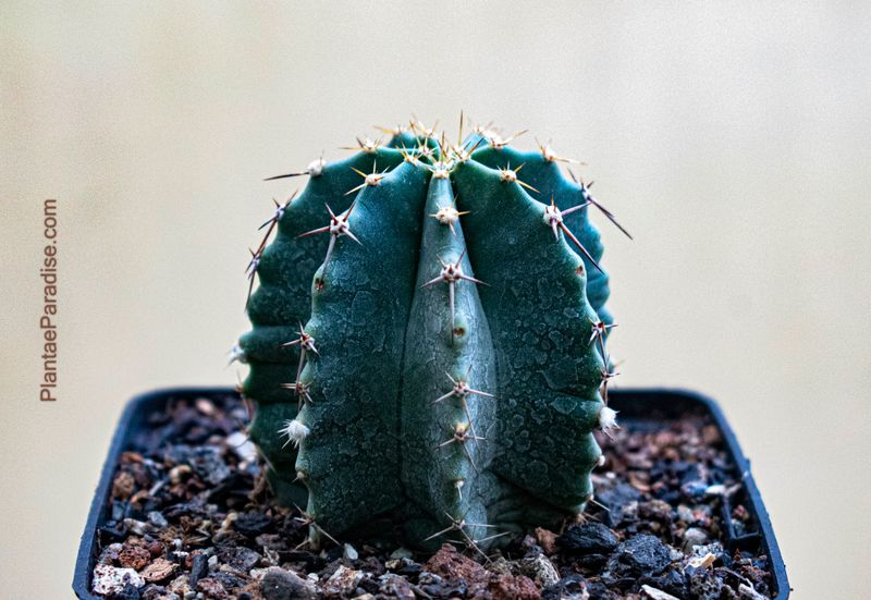 Echinocereus inermis var. luteus