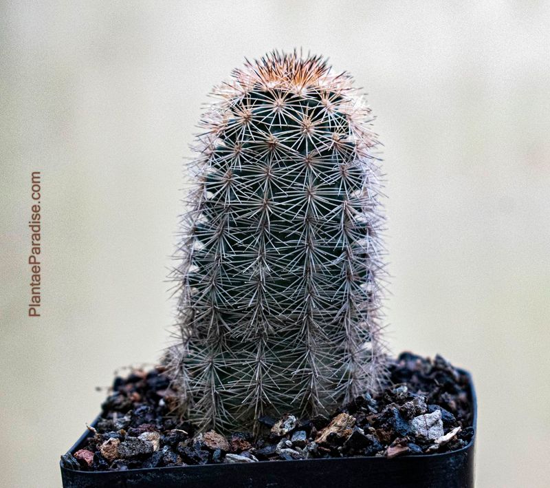 Echinocereus Reichenbachii Subsp. Fitchii