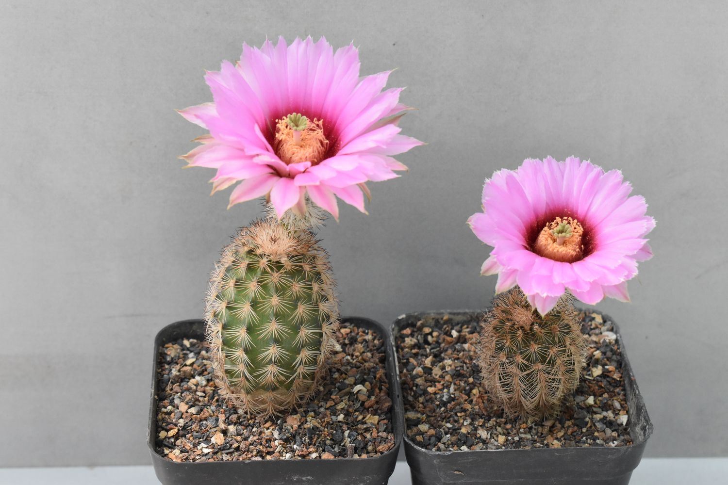 Echinocereus Reichenbachii Subsp. Fitchii with Beautiful Pink Flowers