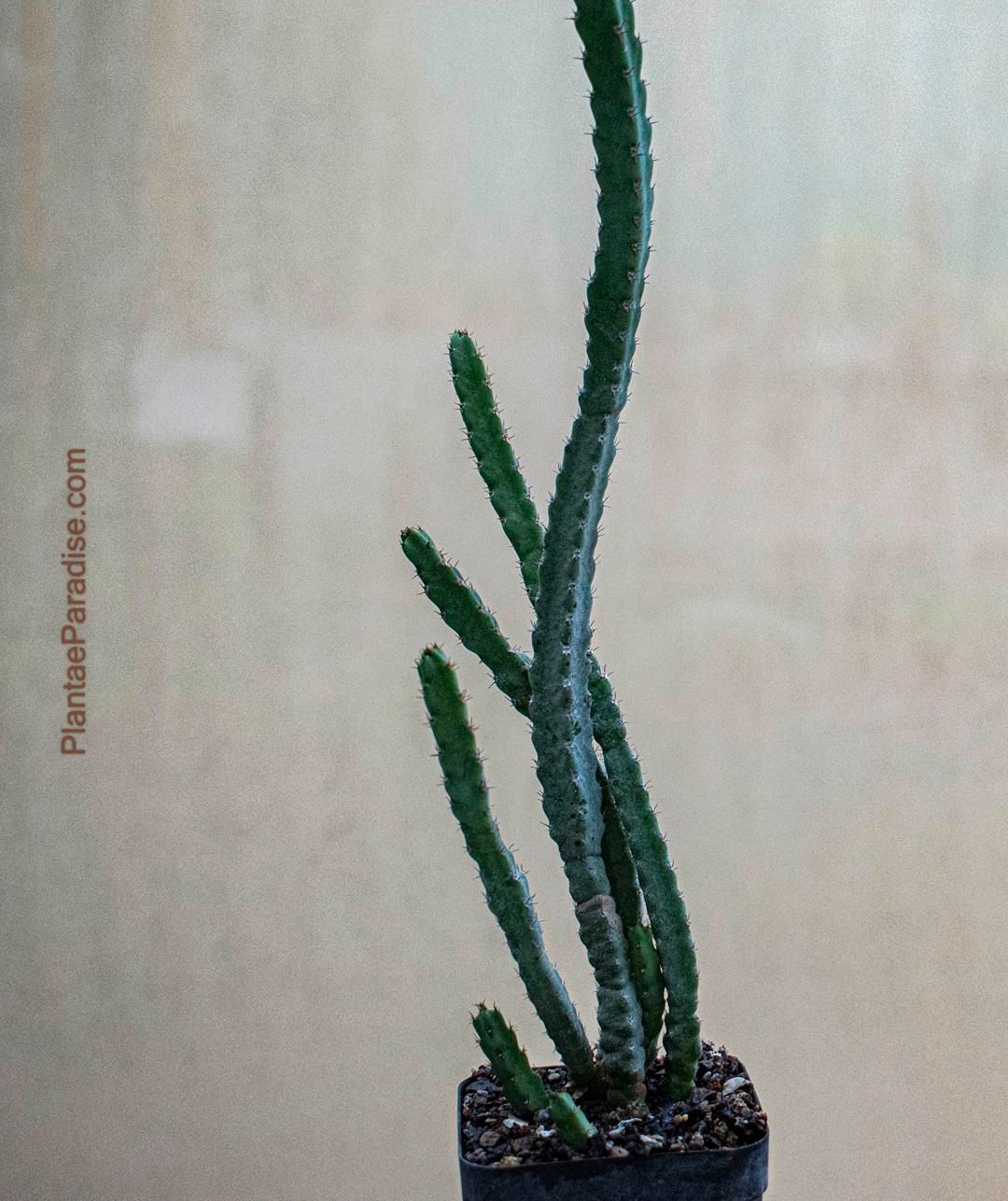 Euphorbia debilispina Euphorbia debilispina