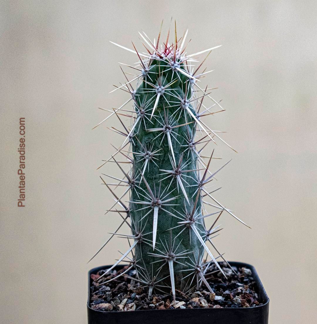 Echinocereus brandegeei
