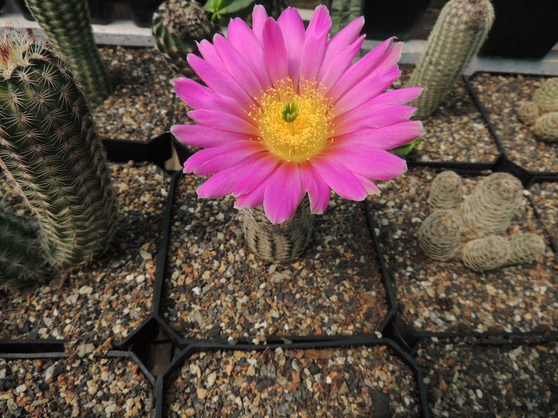 Echinocereus reichenbachii-With Flower