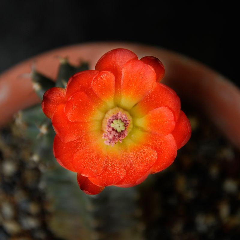 Echinocereus triglochidiatus var. mojavensis f. inermis-Flower