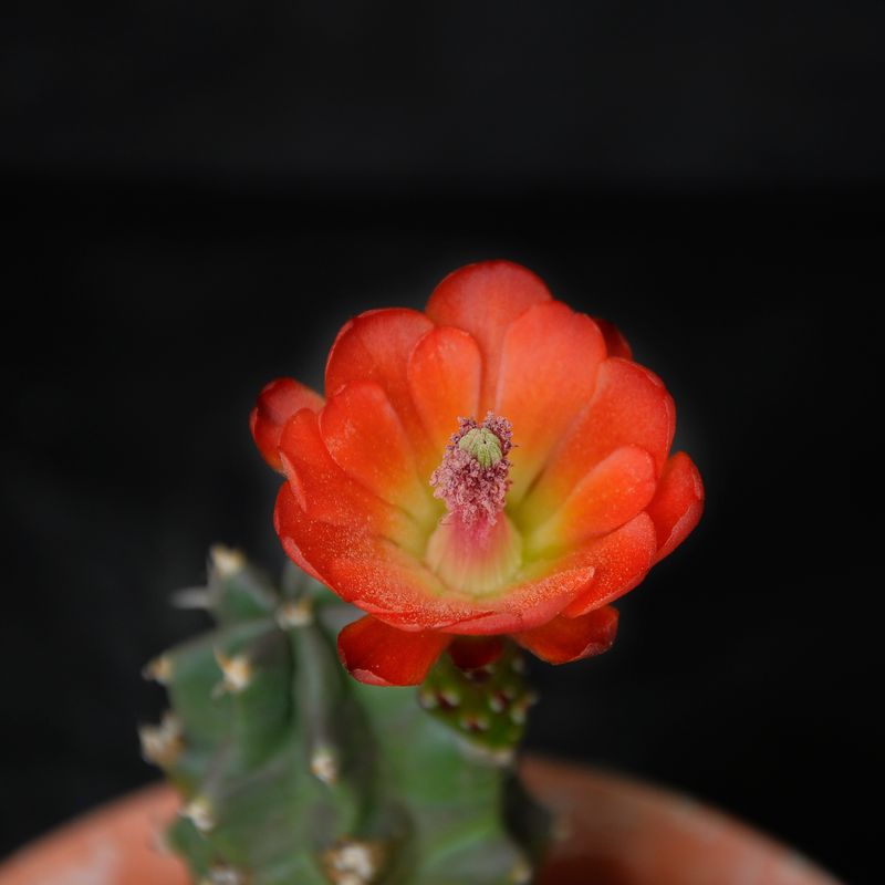 Echinocereus triglochidiatus var. mojavensis f. inermis Echinocereus triglochidiatus var. mojavensis f. inermis-Flower