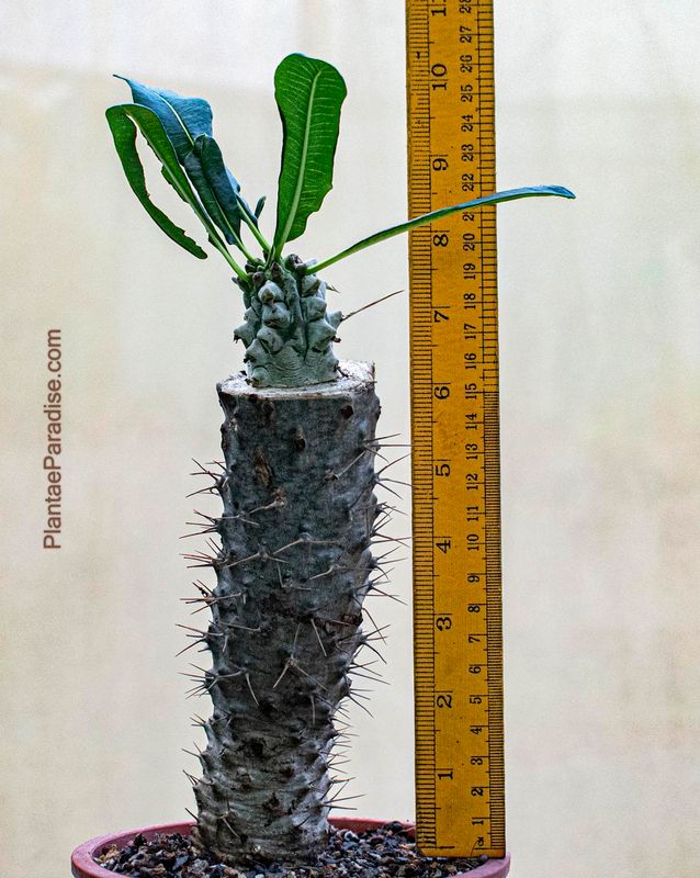 Pachypodium lamerei monstrose form